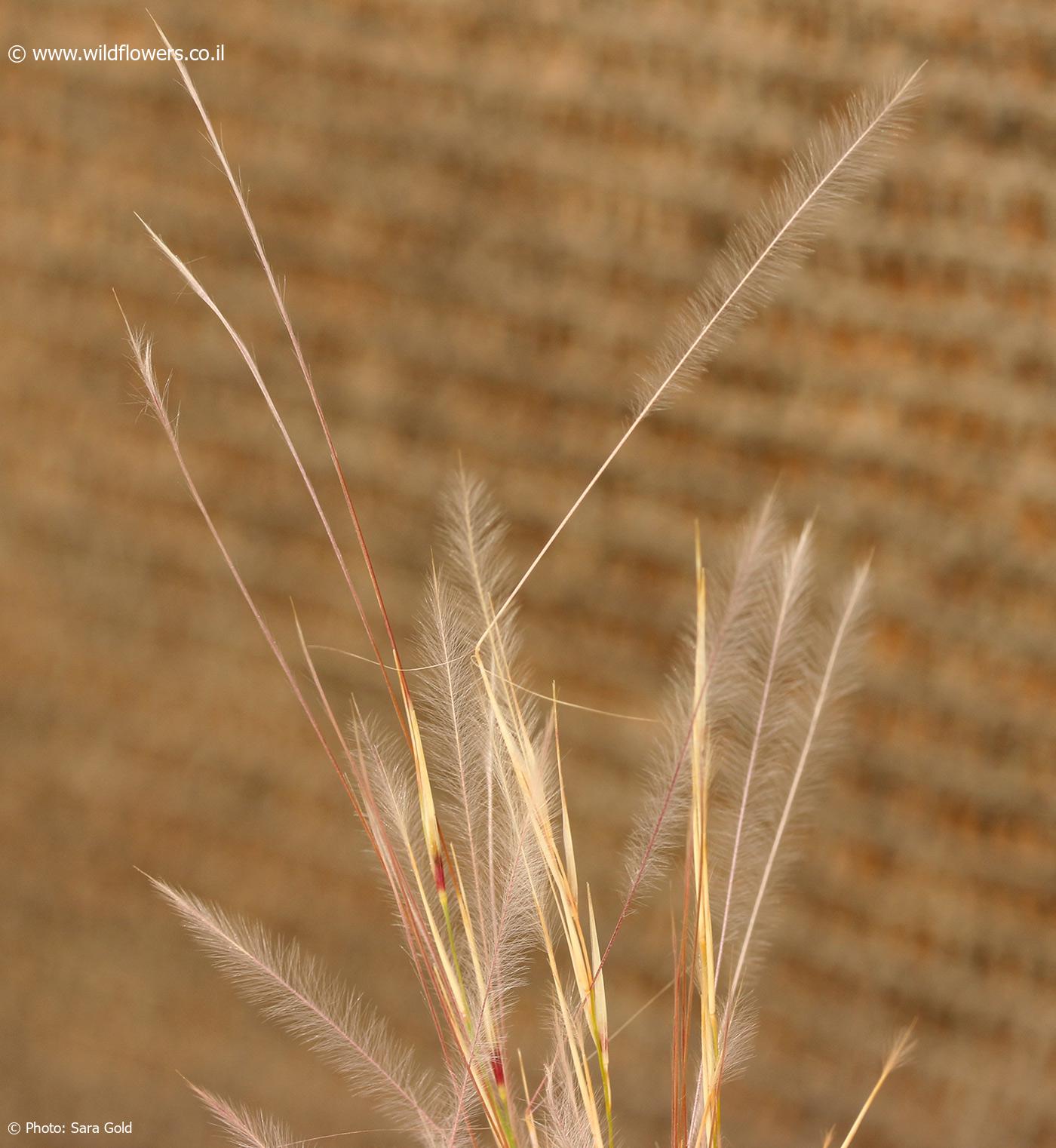 Stipagrostis raddiana